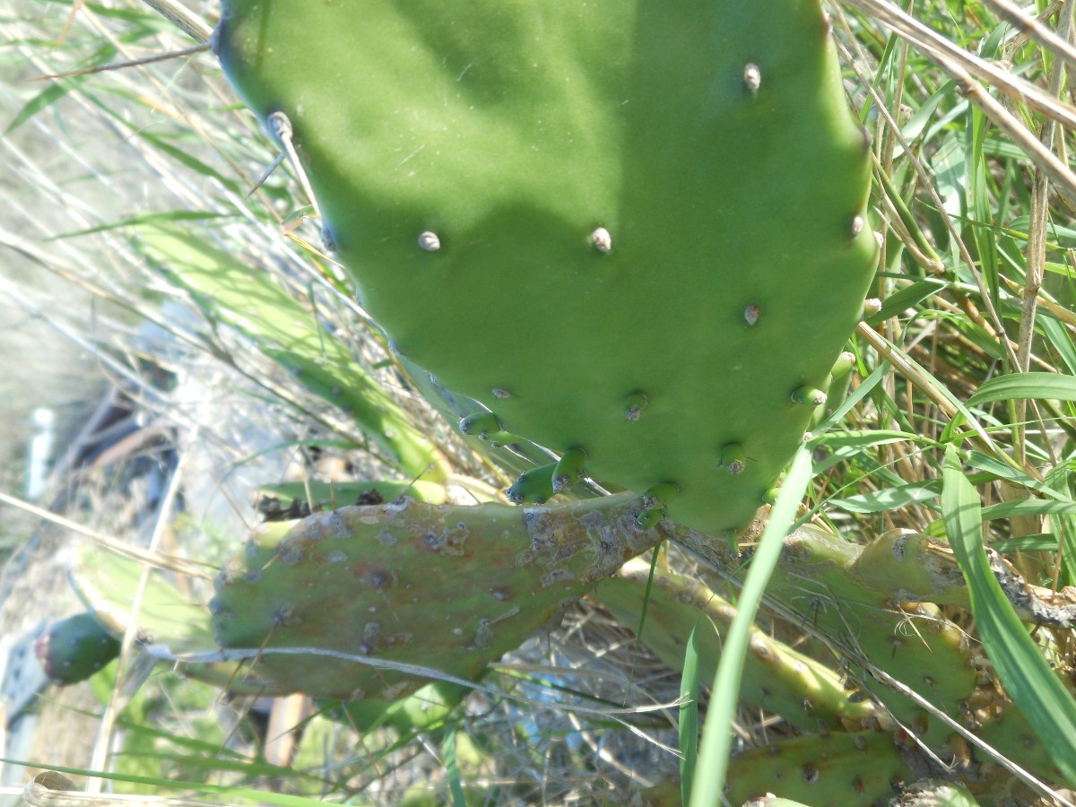 Opuntia monacantha / Fico d''India monospina